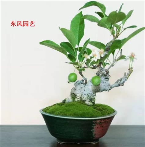 豆梨盆栽|豆盆栽部落/mini bonsai club